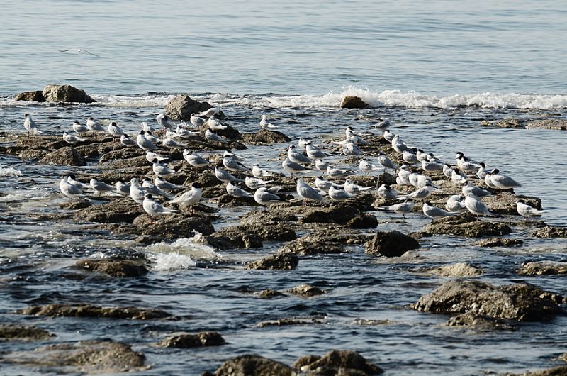 Beccapesci tra i Gabbiani comuni